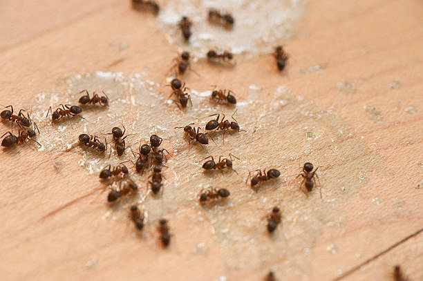 Best Residential Pest Control  in Fall River, MA